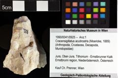 Foto (Objket + Etiketten) von Cracensigillatus acutirostris (Moericke, 1889) 